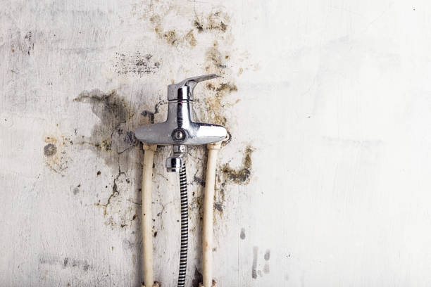 Professional Mold Remediation in Lower Lake, CA